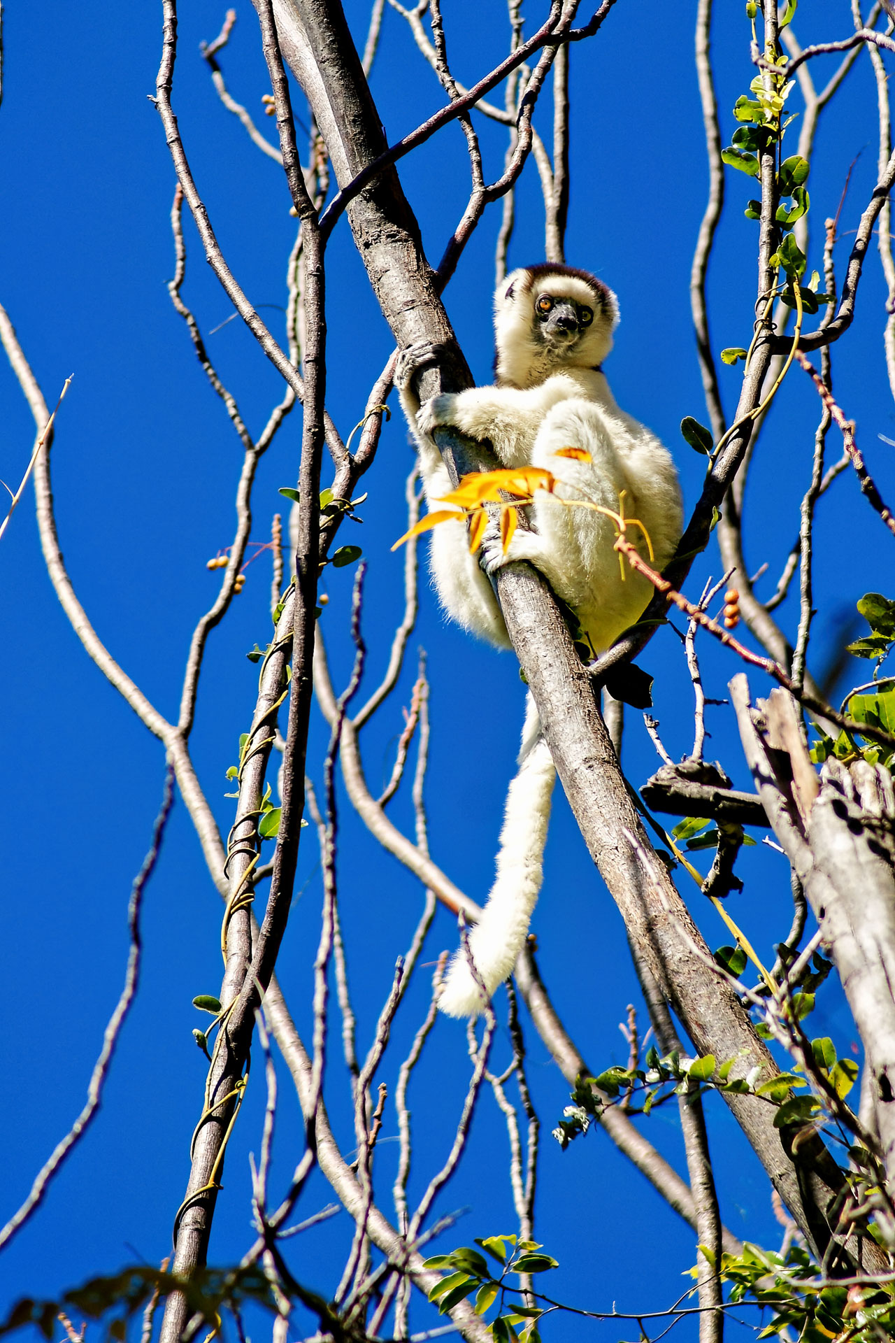 Sifaka Lemur